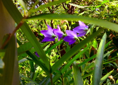 何の花だろう。