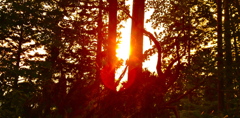 木漏れ夕焼け