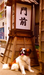 看板犬