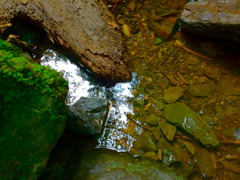 水とヒカリゴケ