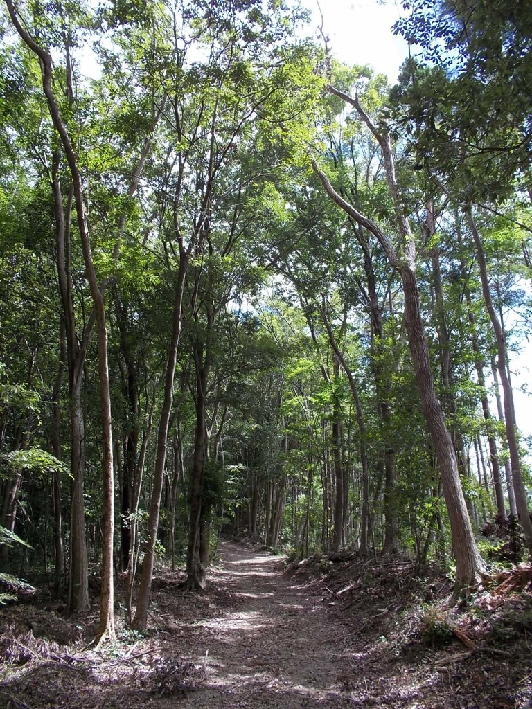 Tunnel of trees