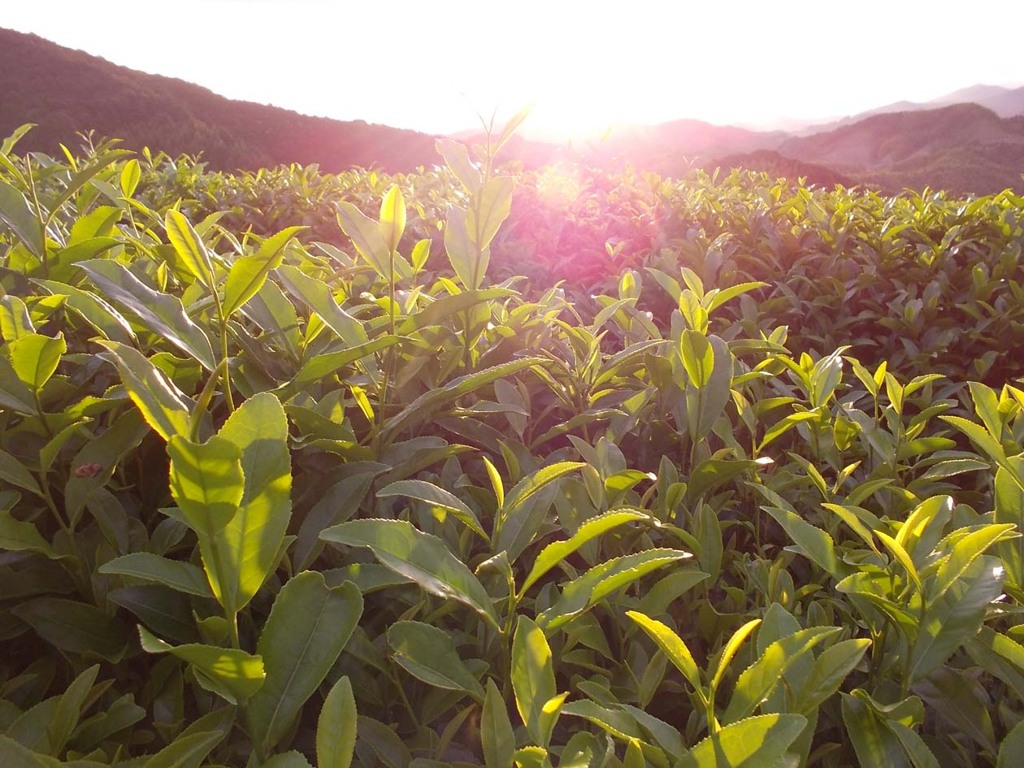 Tea leaves