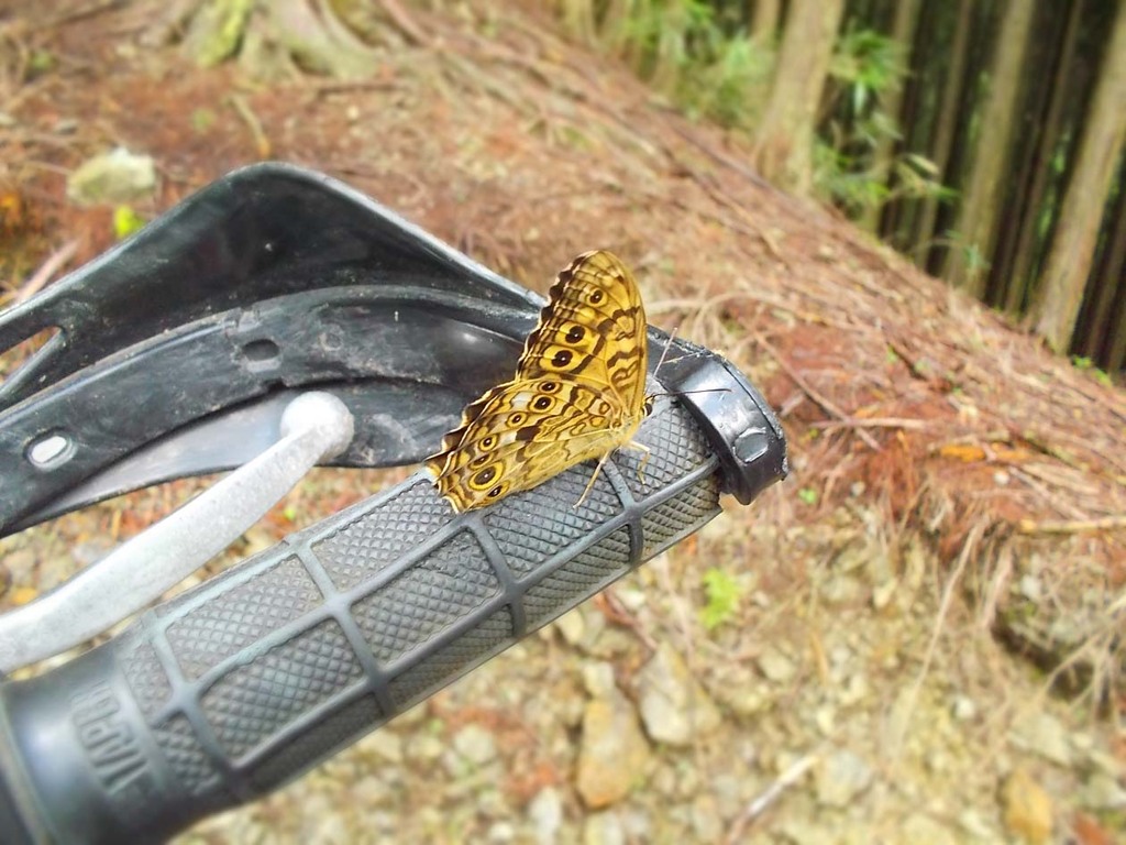 Butterfly? Moth?