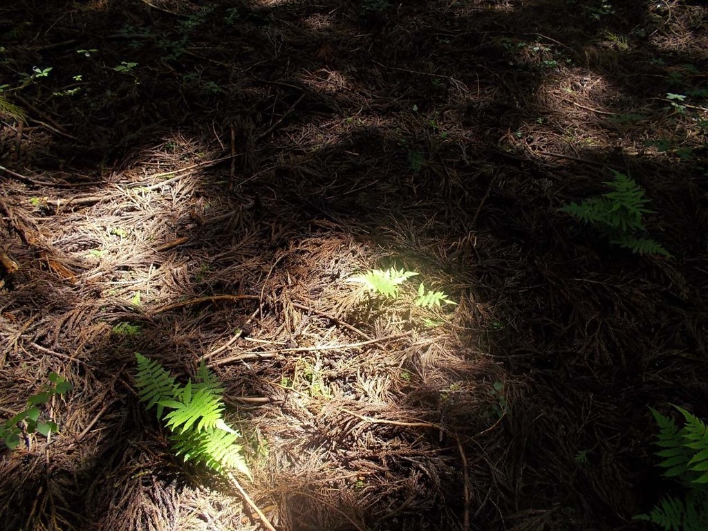 Sunshine filtering through foliage