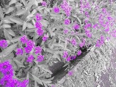 Purple flowers