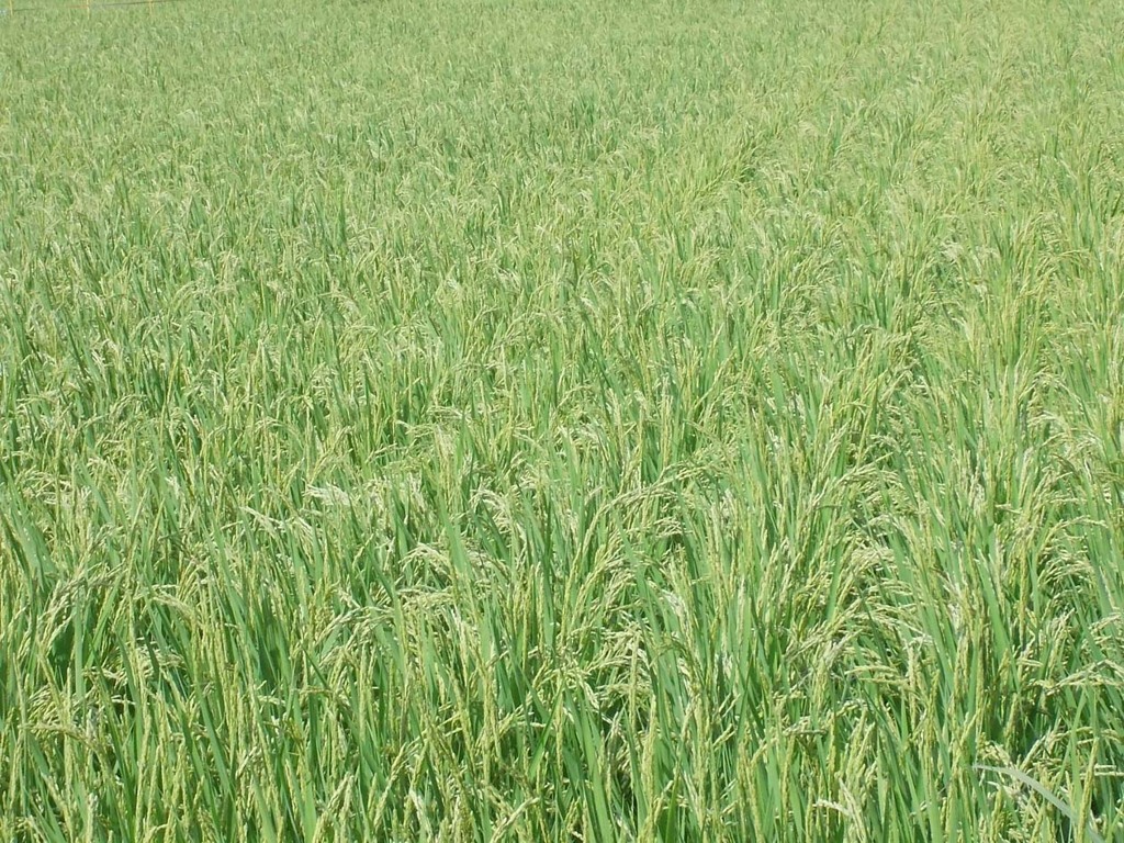 Ear of rice