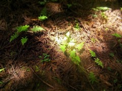 Sunshine filtering through foliage