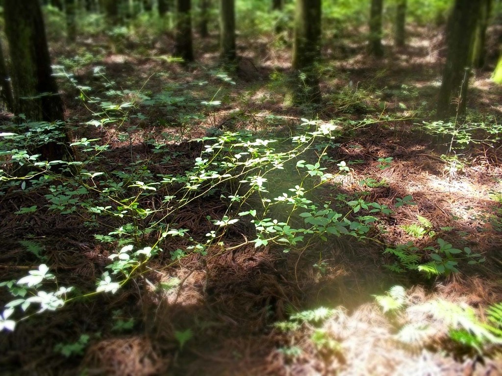 Sunshine filtering through foliage