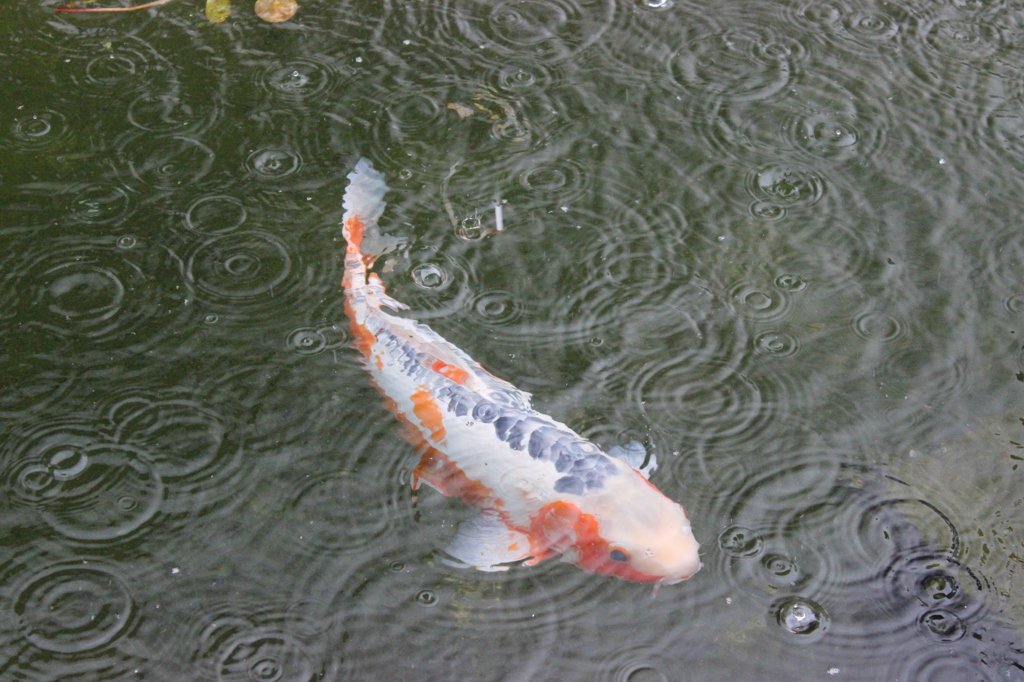 雨鯉