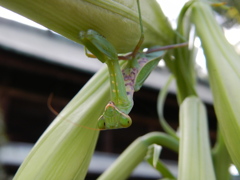 ハラビロカマキリ