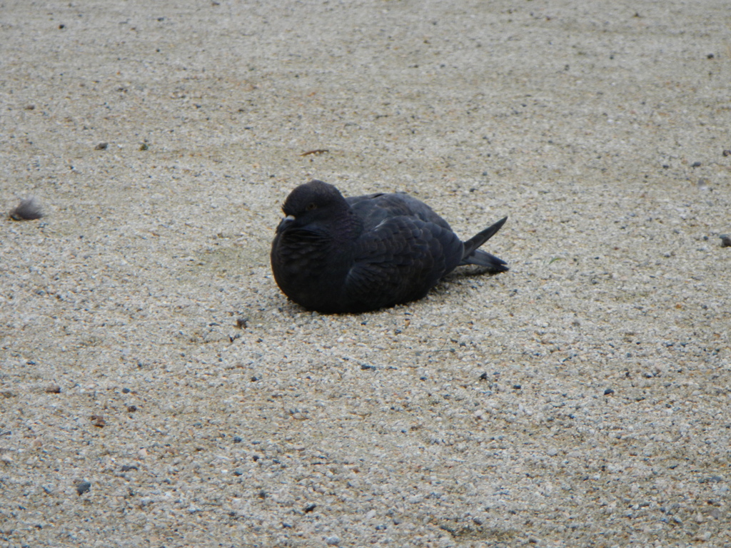 まったり鳩ポッポ②