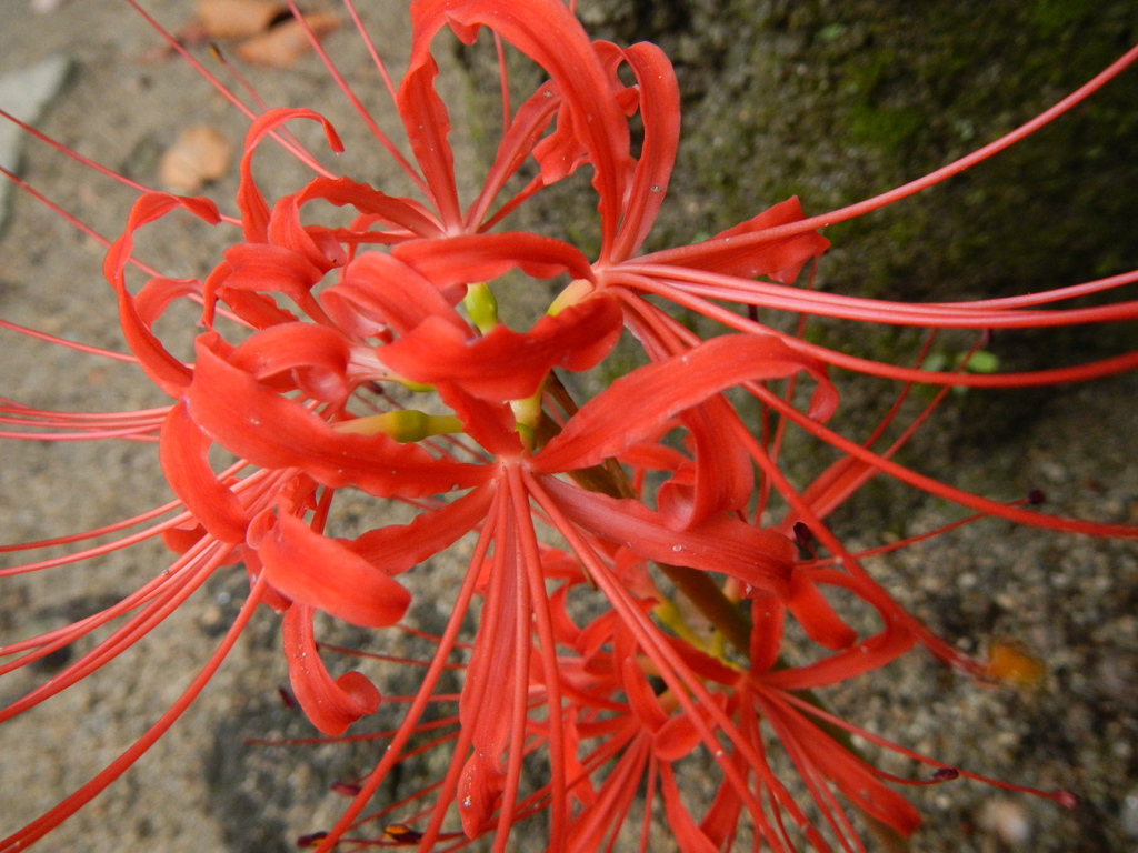 木の根元に咲く彼岸花