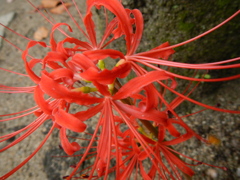 木の根元に咲く彼岸花