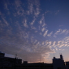 夕空の鰯雲