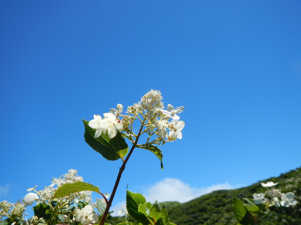 九重連山のノリウツギ（糊空木）2