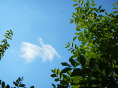 ある日曜日の空