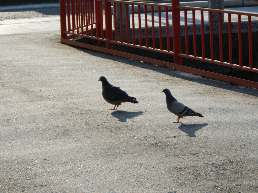 鳩ポッポ