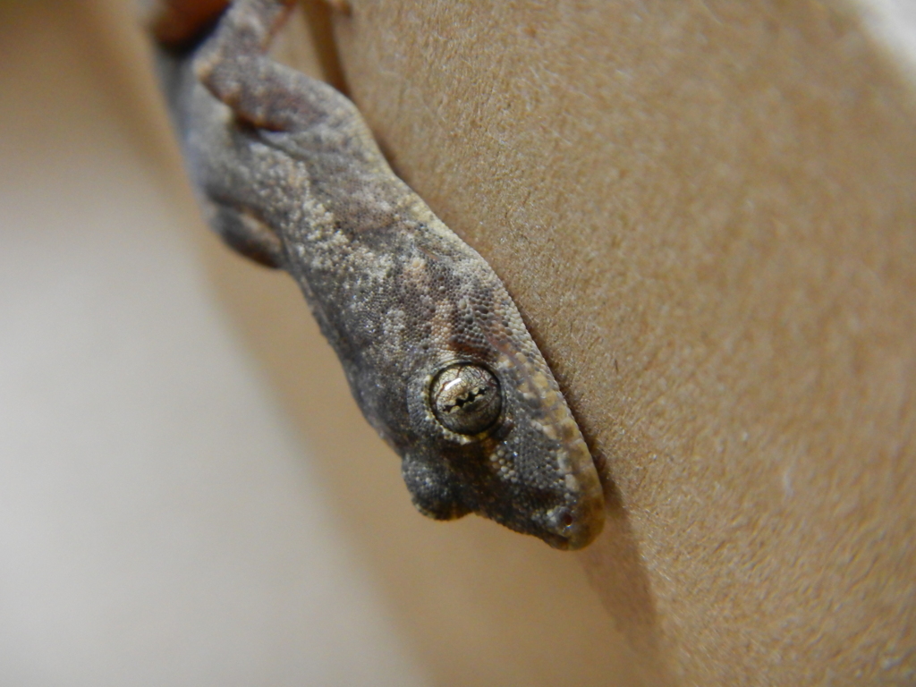 Gecko2　家守（ヤモリ）