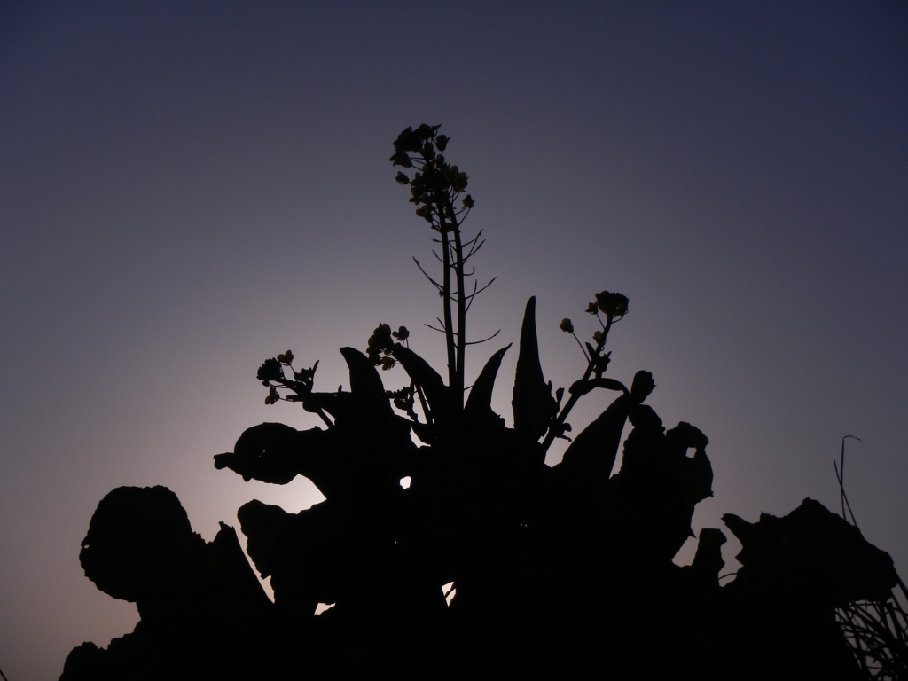 Silhouette