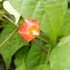 秋の赤い花-マルバルコウソウ-①