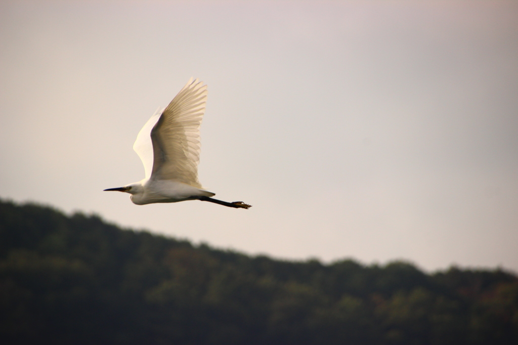 白鷺‐飛行‐