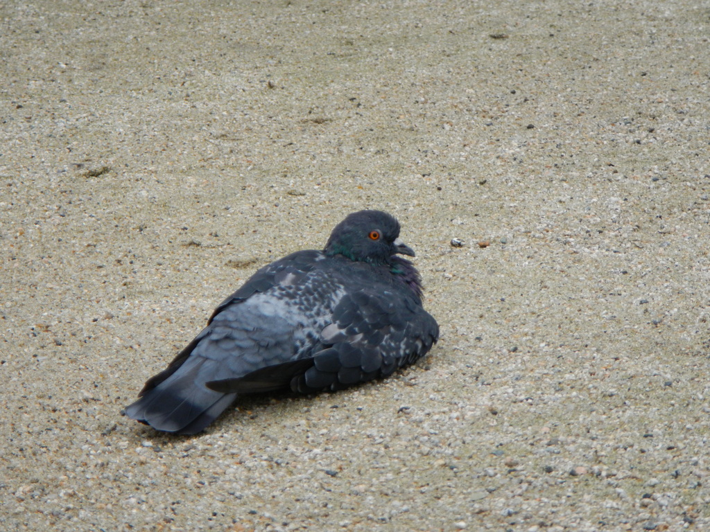 まったり鳩ポッポ①