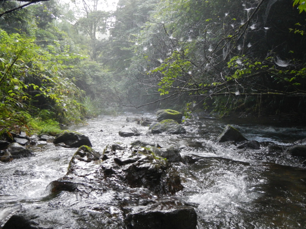 渓流の風景