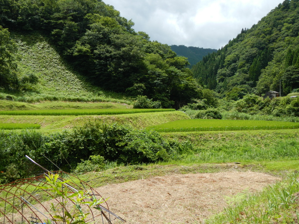 田んぼの風景