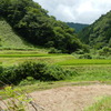田んぼの風景