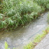 渓流につながる小川③