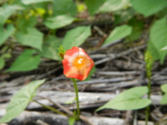 秋の赤い花-マルバルコウソウ-②