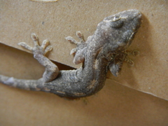 Gecko1　家守（ヤモリ）