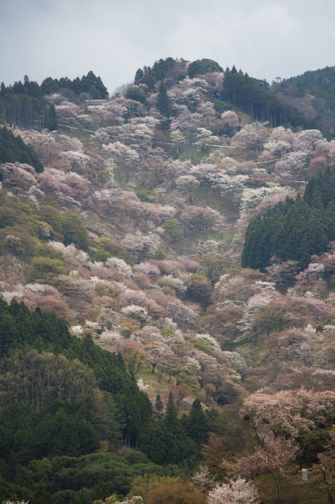 吉野　千本桜