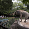 王子動物園