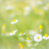 カモミール。。♪