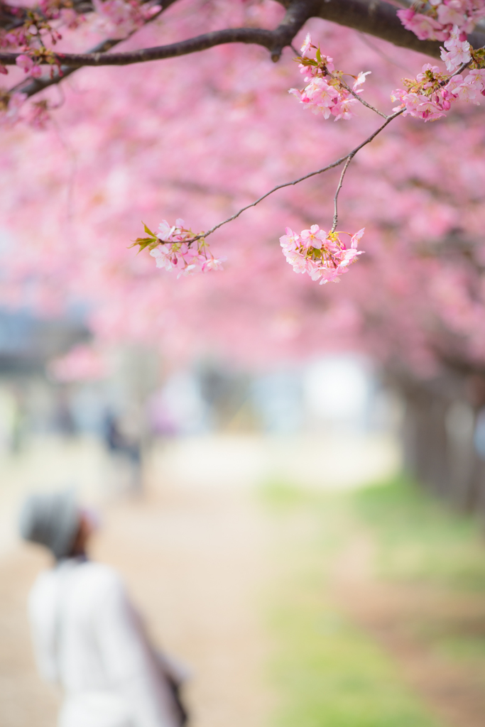 春を見上げて。。♪