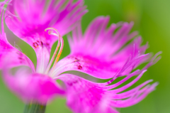 ＰＩＮＫ。。♪