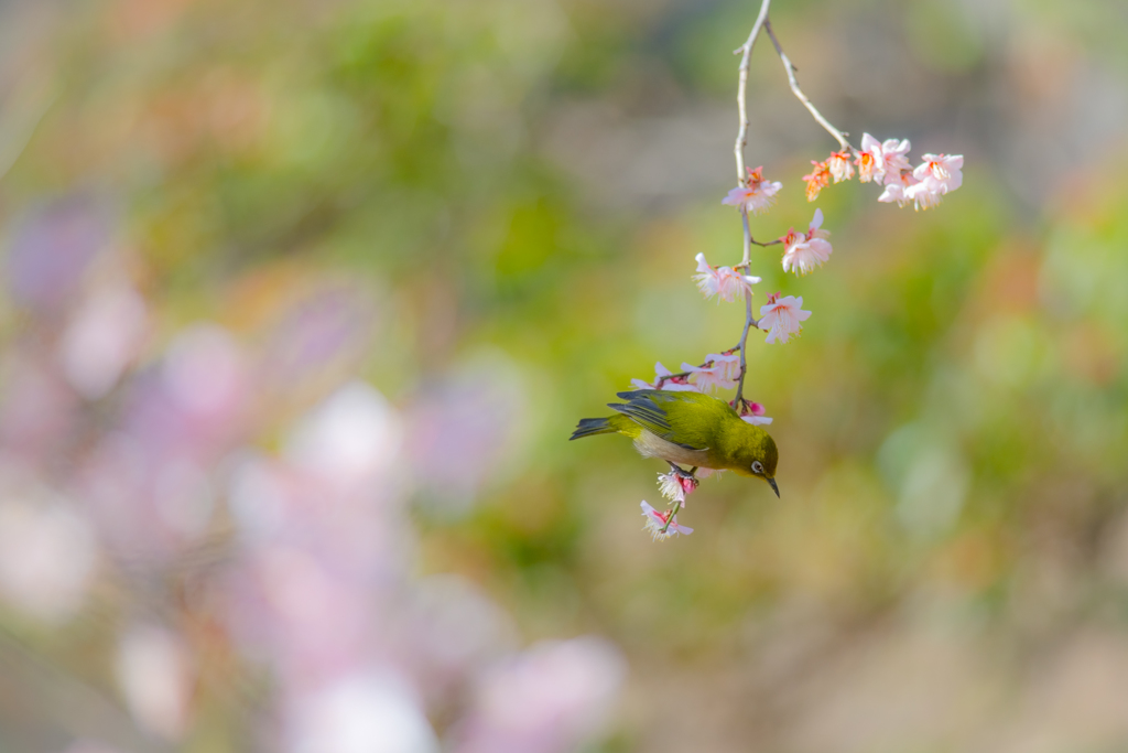 梅の木のブランコ。。♪