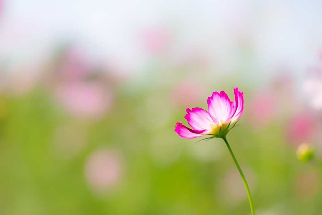 秋桜美人。。♪