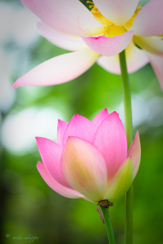 夢が咲く日。。♪
