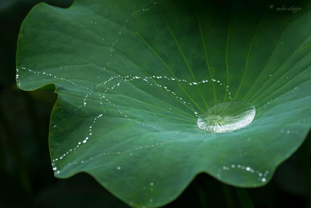 水玉模様。。♪