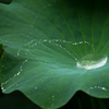 水玉模様。。♪