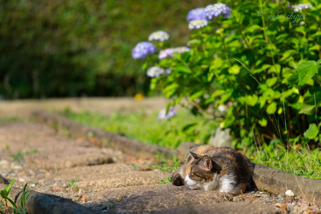 猫びより。。♪