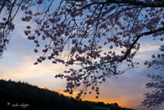 桜の目覚め。。♪