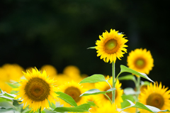 笑顔の夏休み。。