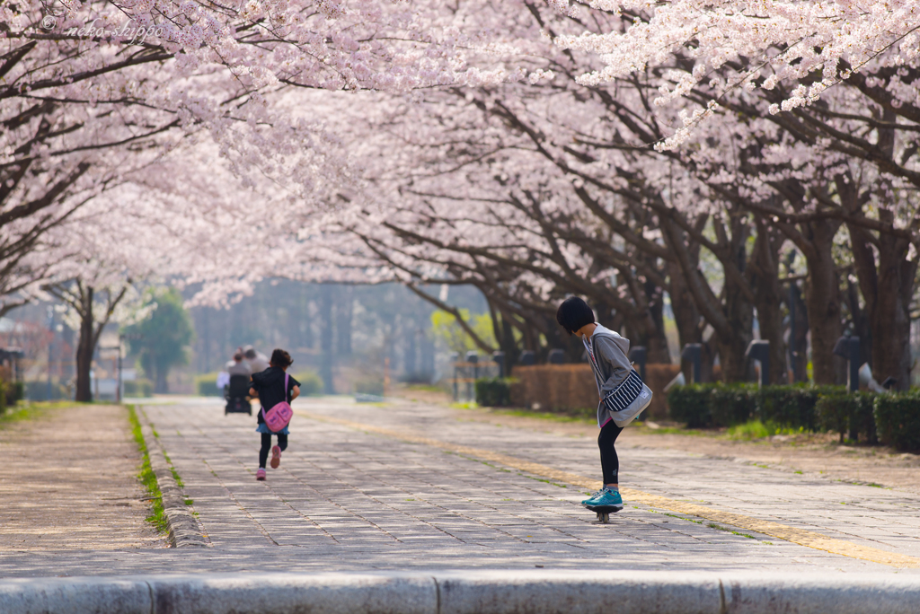 桜のトンネルで。。♪