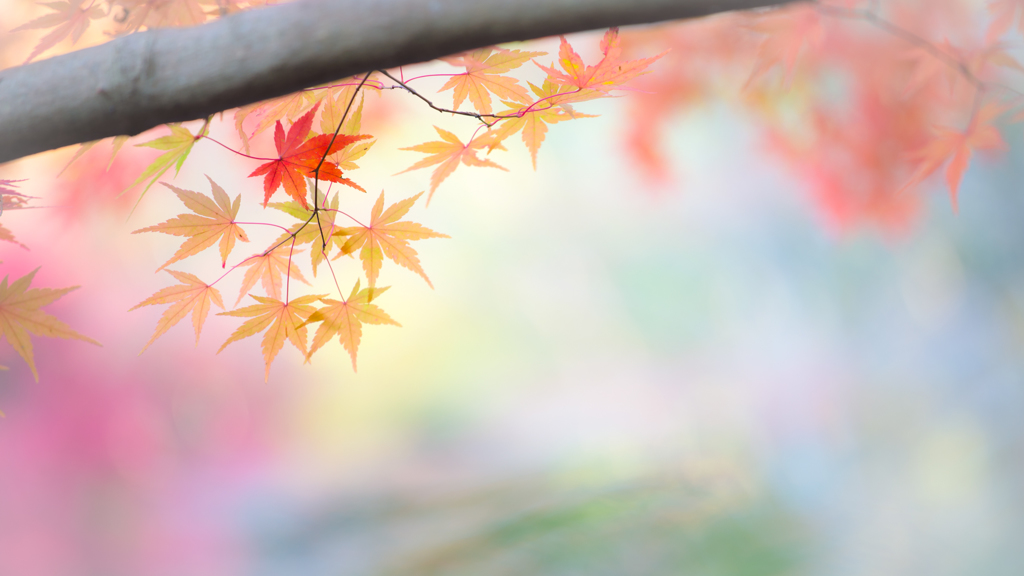 ひとひらの想い。。♪
