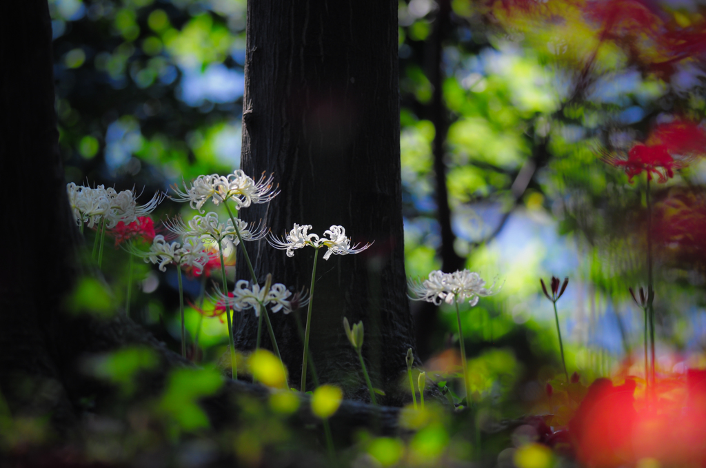 妖精の住む森。。♪