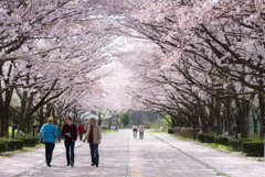 桜日和。。♪