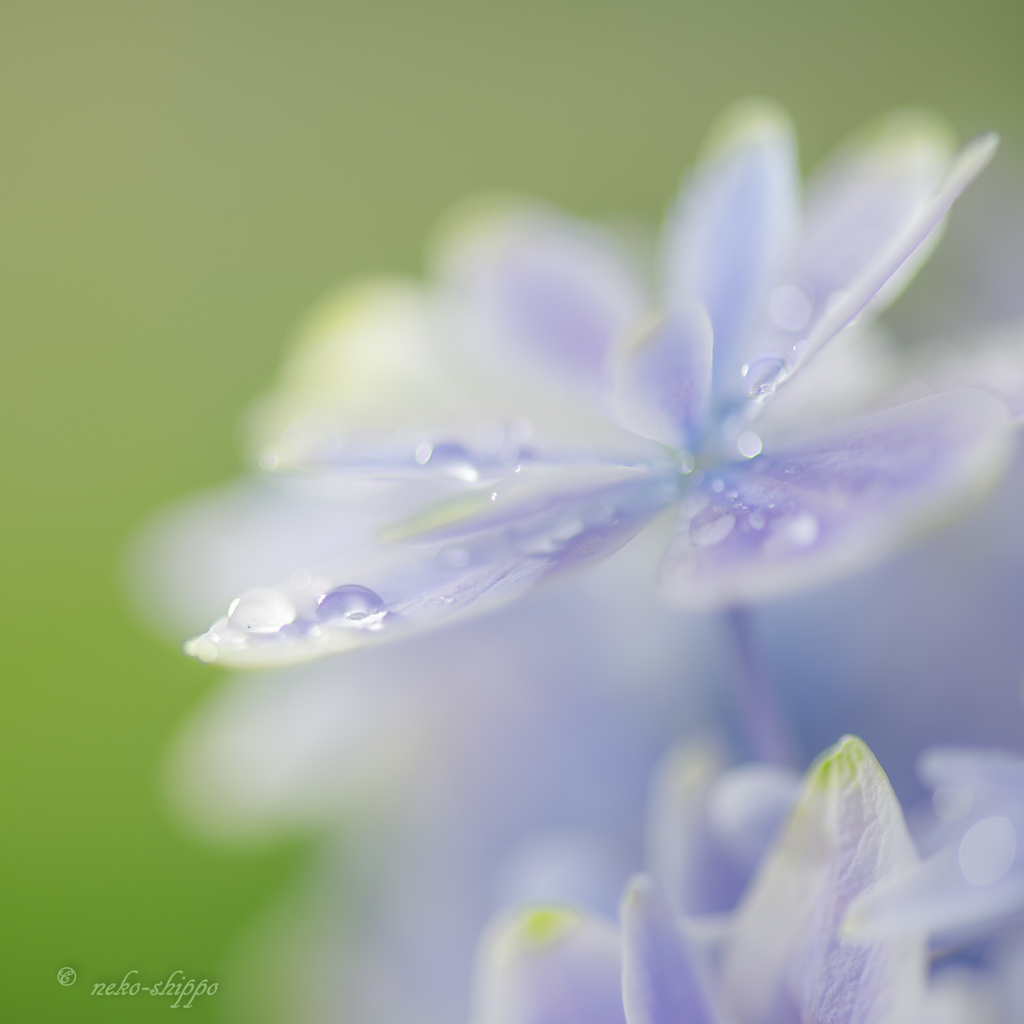 雨に歌う。。♪